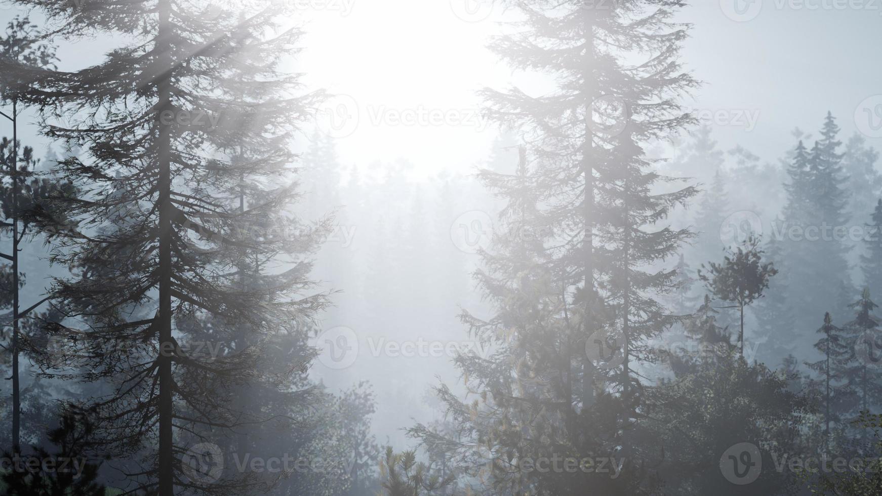 mistig noords bos in de vroege ochtend met mist foto
