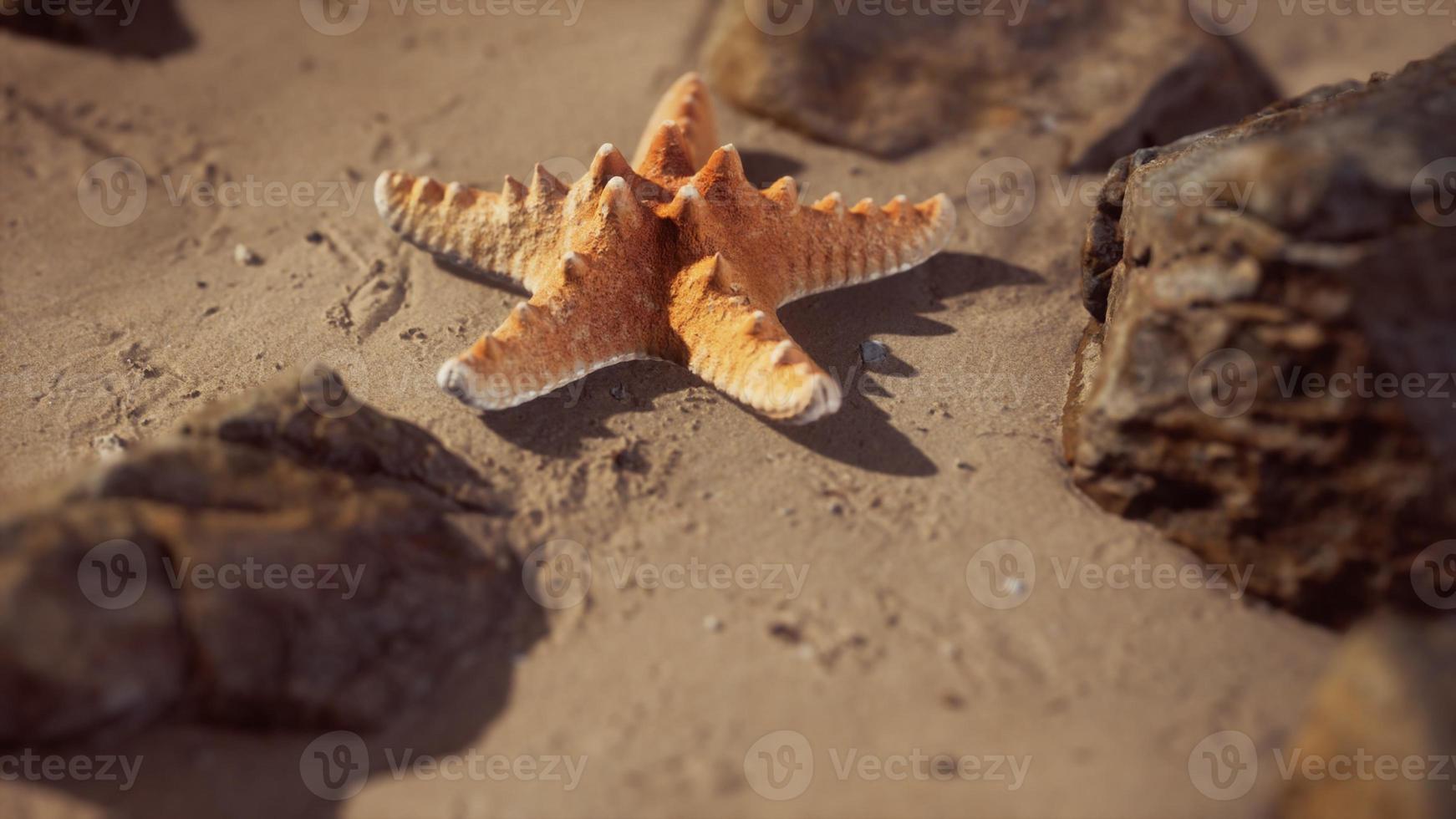 zeester op zandstrand bij zonsondergang foto