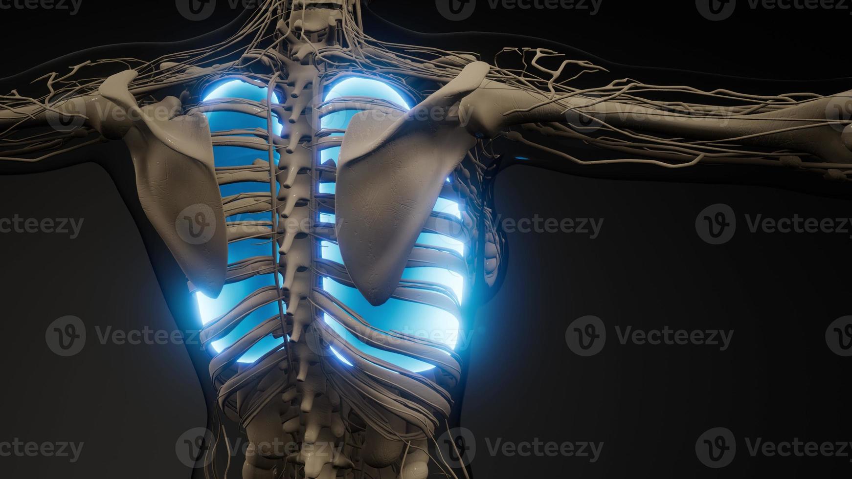 menselijke longen radiologie examen foto