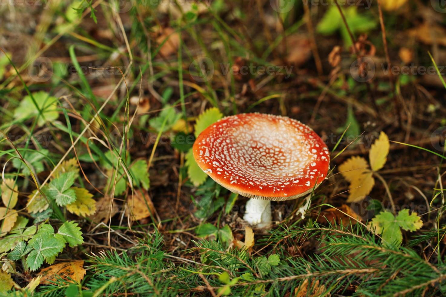 rode doodskap, een zeer giftige schimmel. groeien in een bos in oekraïne. foto