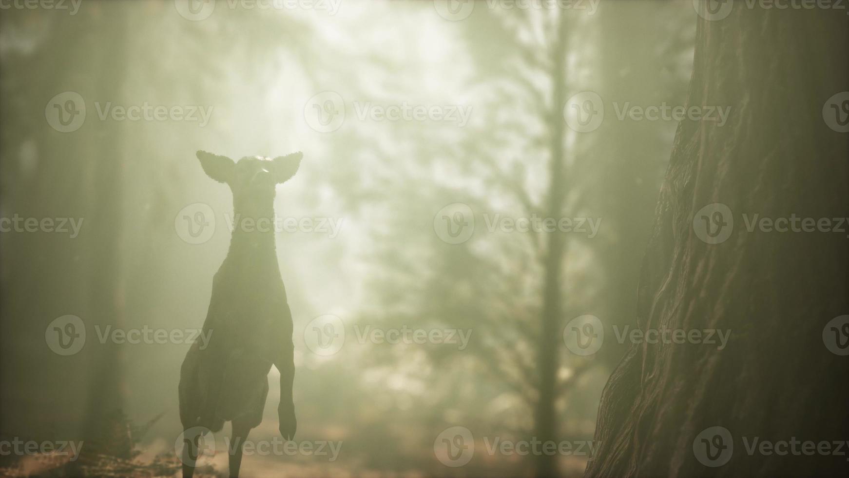 extreme slow motion herten springen in dennenbos foto
