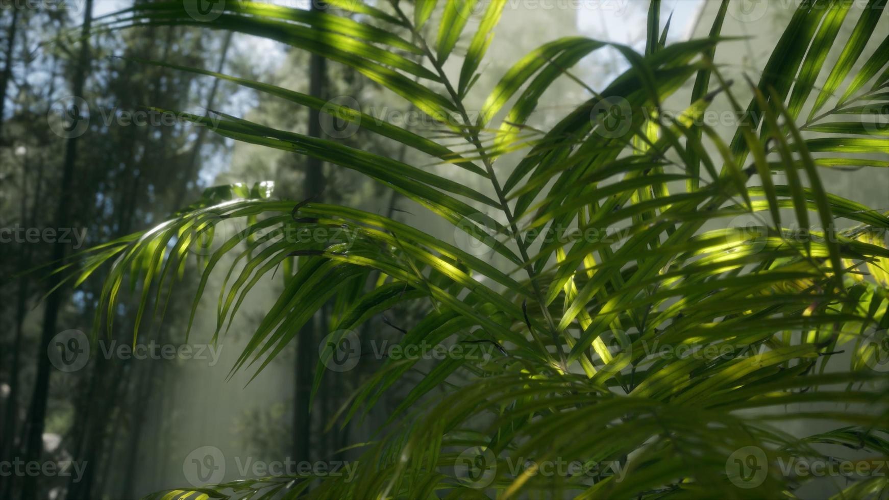 helder licht schijnt door de vochtige mistige mist en jungle bladeren foto