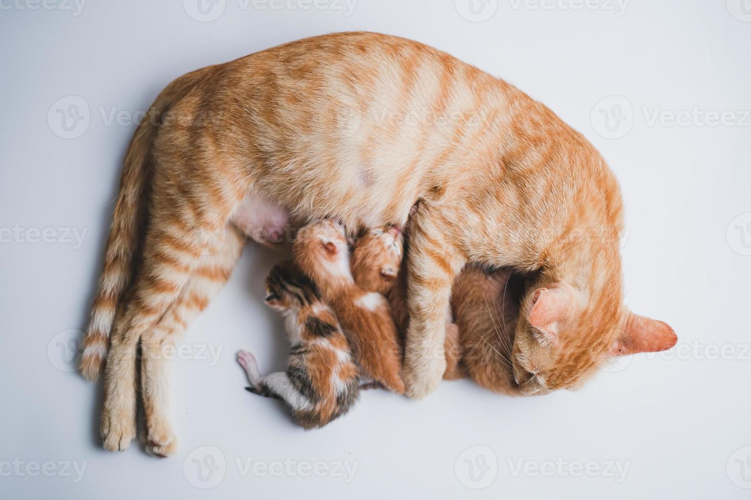 pasgeboren baby kittens drinken melk uit de borst van hun moeder foto