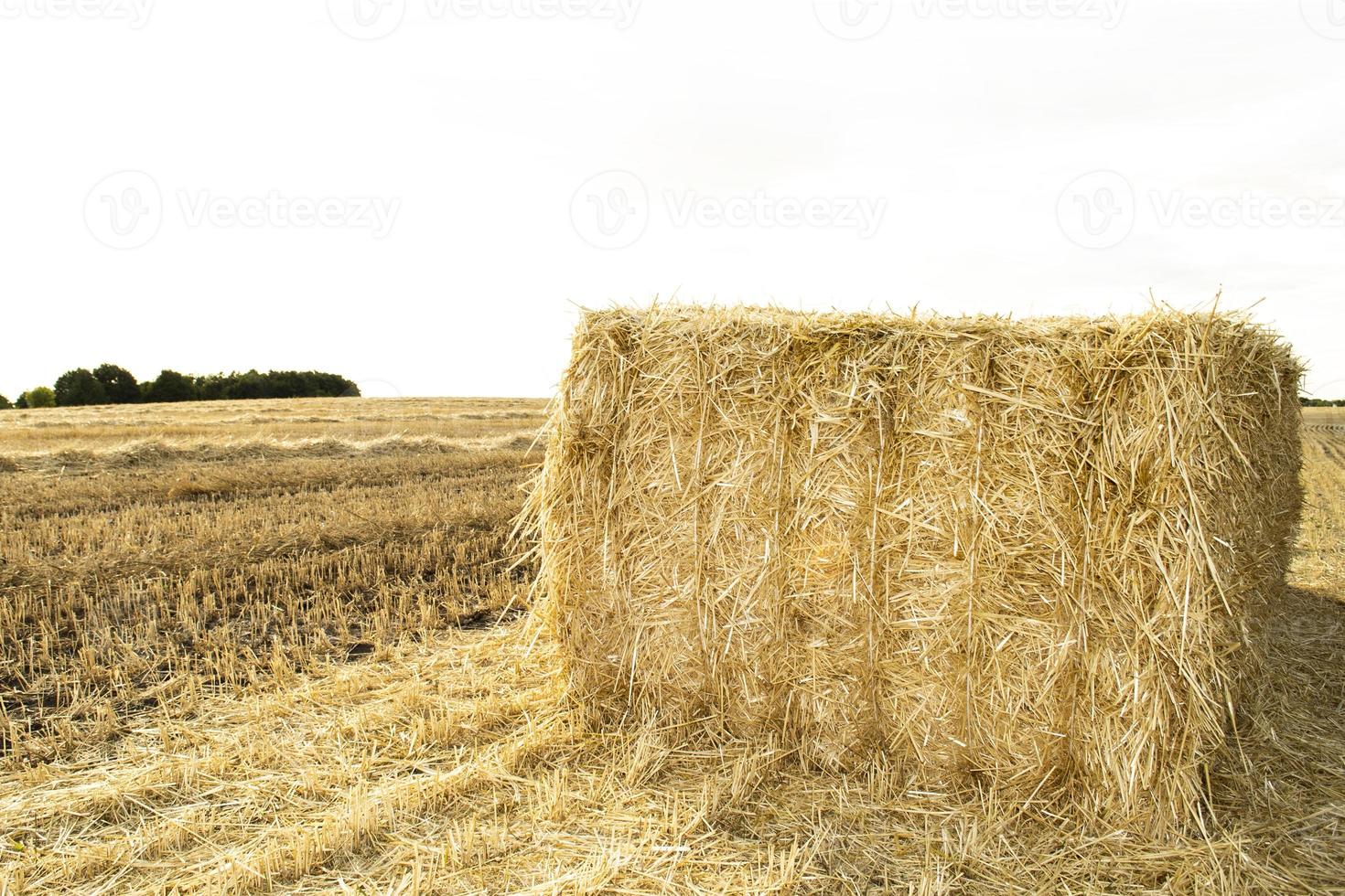 een hooiberg veld landbouwgewas en tarwe velden foto