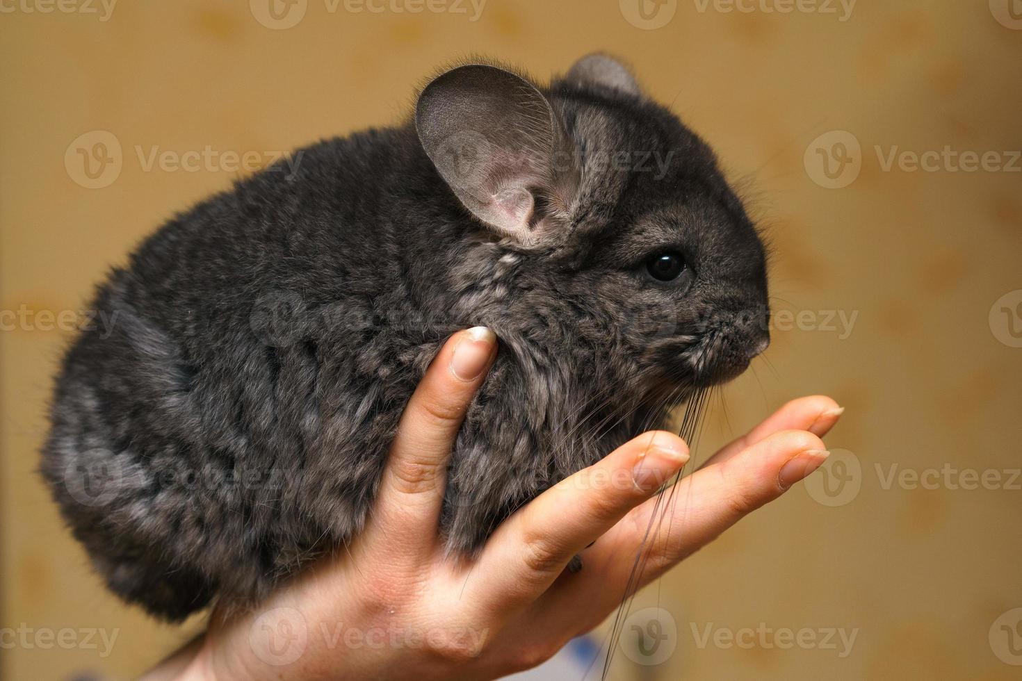 schattige chinchilla zit in haar armen foto