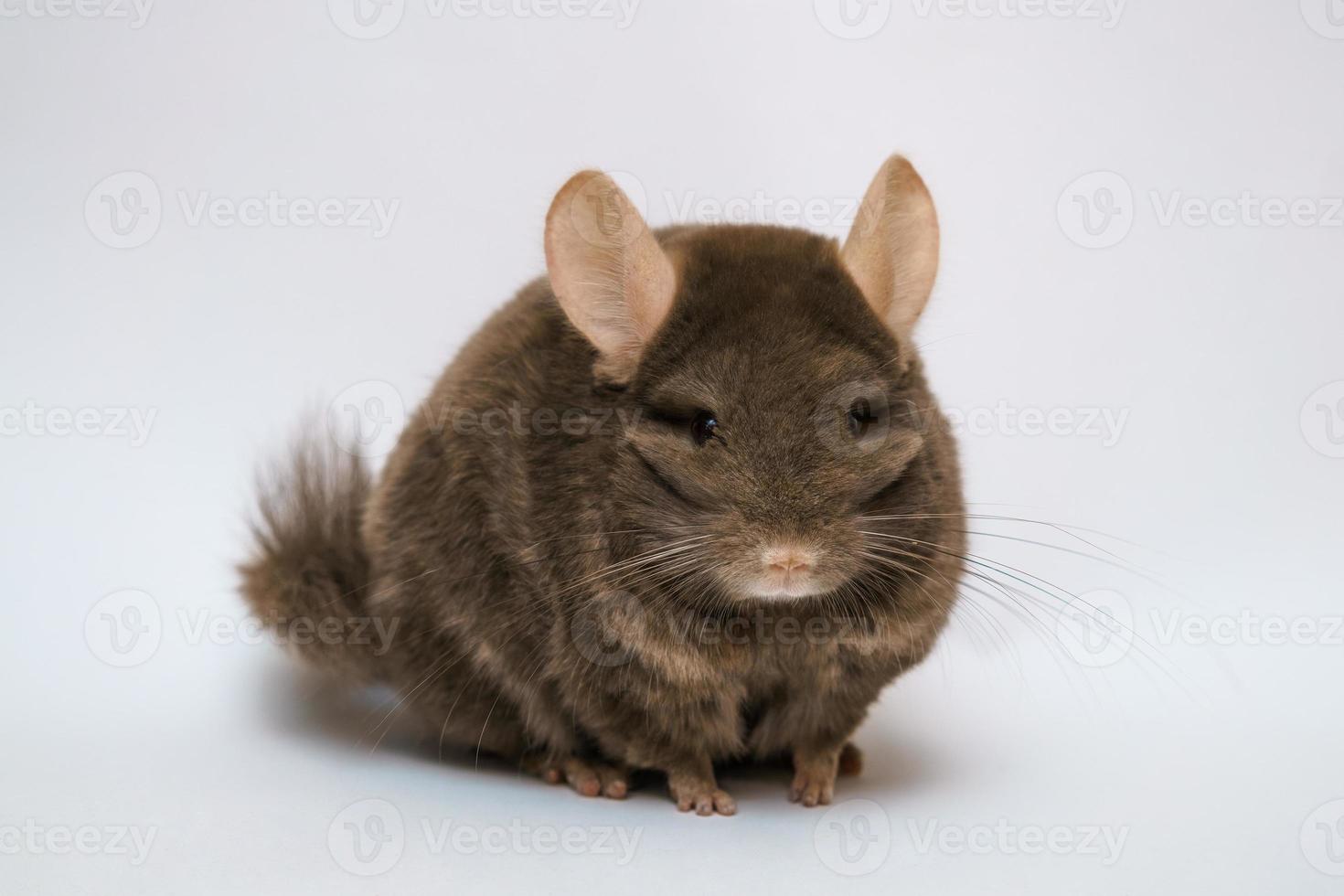 schattige bruine chinchilla op witte achtergrond foto