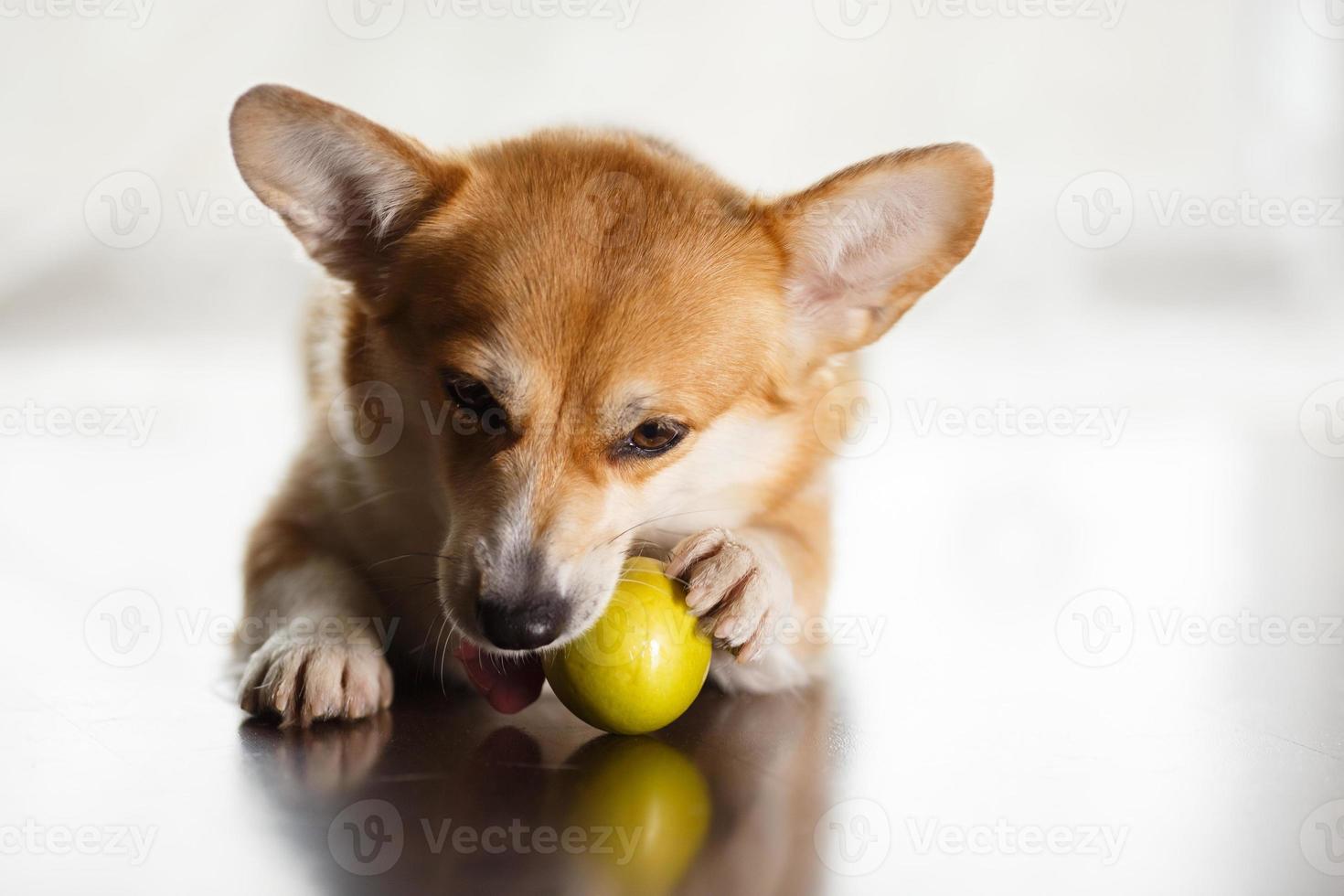 grappige rood-witte corgi eet thuis een groene appel op de vloer. de hond knaagt foto