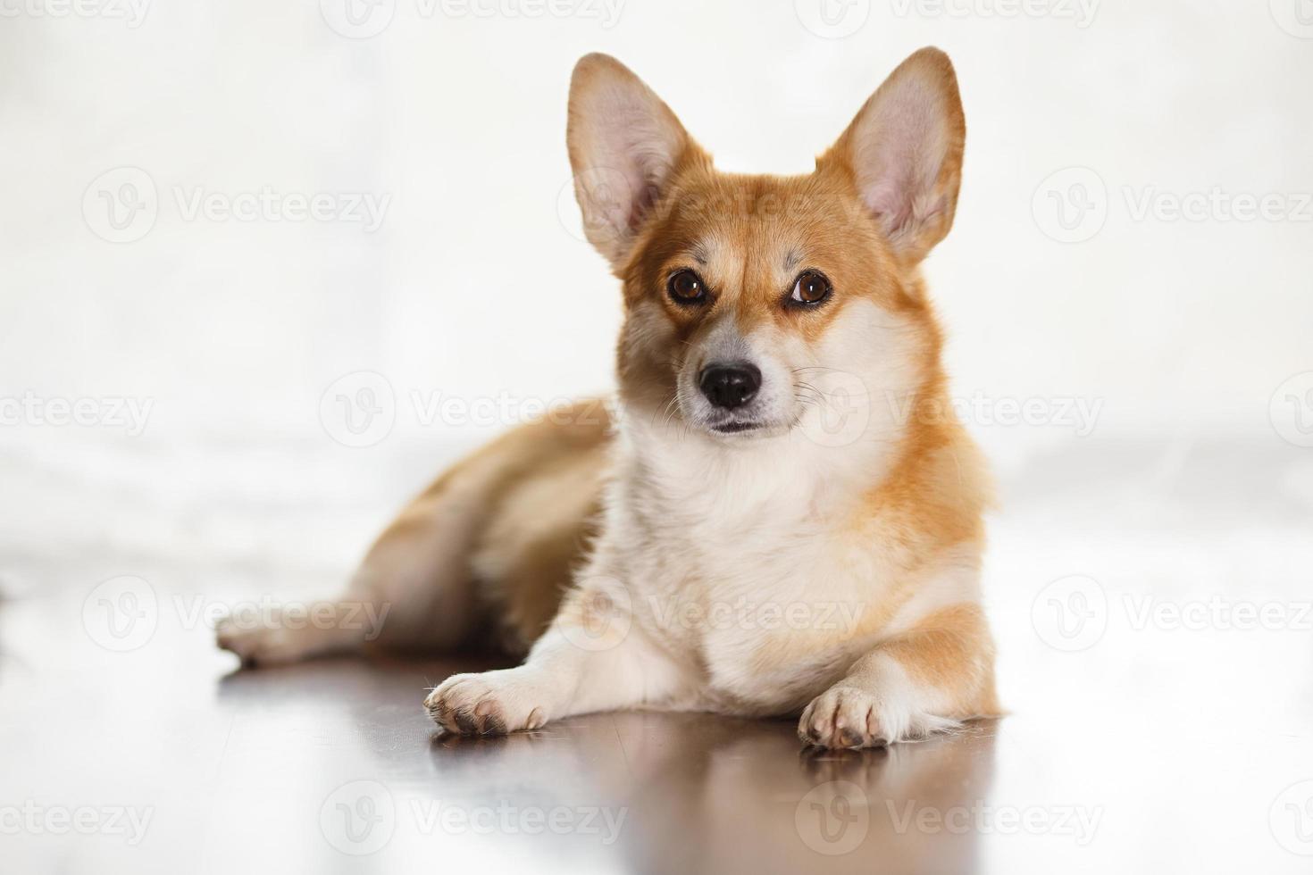harige vriend. mooie corgi-hond die op de vloer ligt en naar de zijkant kijkt, tegen? foto