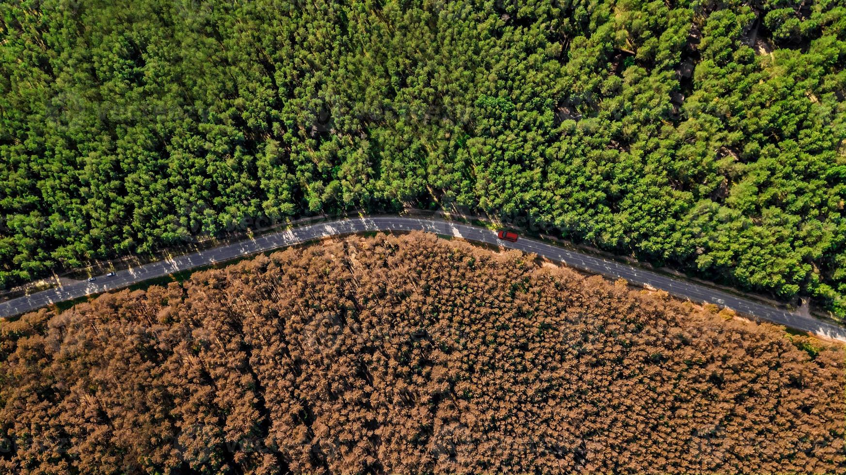 rode auto rijdt op een bosweg luchtdrone foto