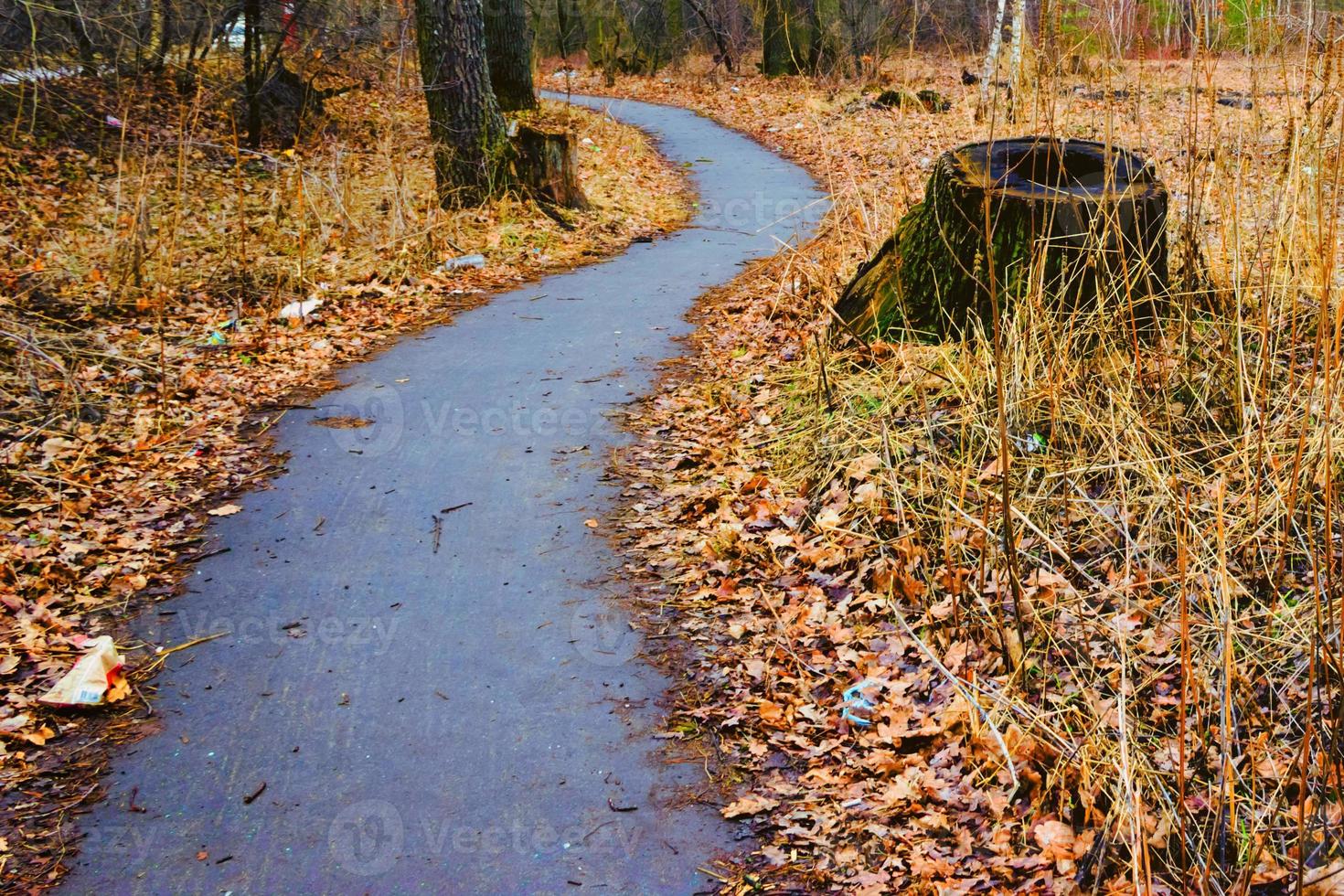 zonlicht in het herfstbos. dag buiten foto