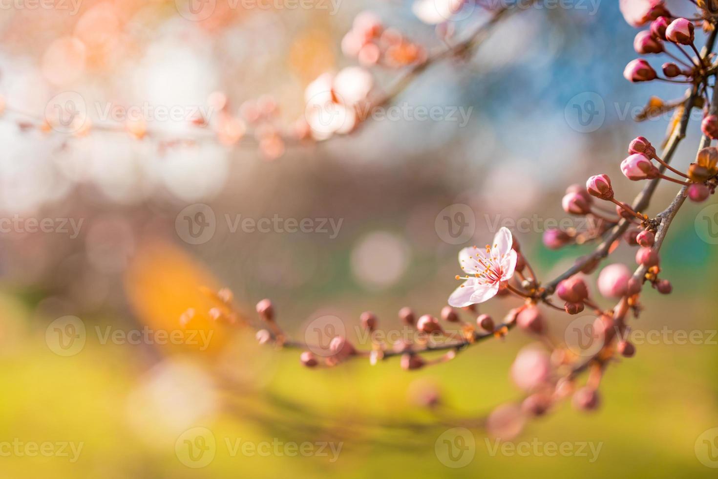 prachtige lente natuur scène met roze bloeiende boom. rustige lente zomer natuur close-up en wazig bos achtergrond. idyllische natuur foto