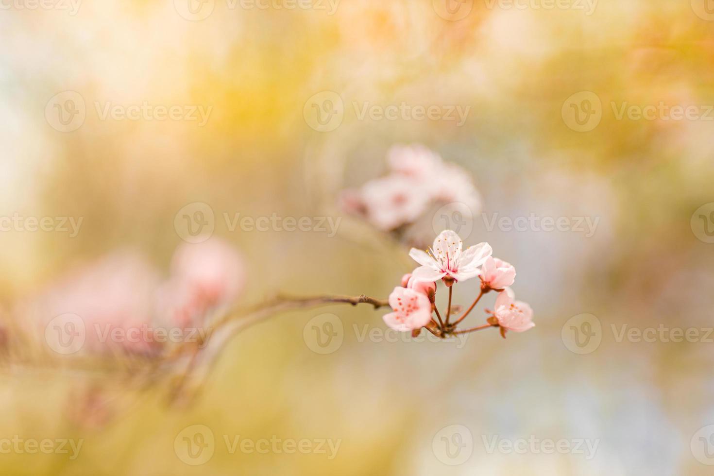 lente romantische bloesems. geweldige natuurscène met bloeiende boom en zonnig uitzicht. zonnige dag. lente schoonheid bloemen close-up artistieke abstracte onscherpe achtergrond. lente natuur foto