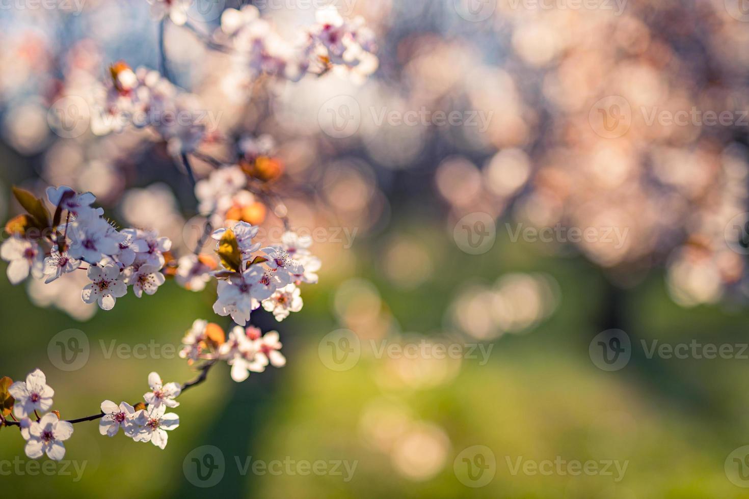 lente romantische bloesems. geweldige natuurscène met bloeiende boom en zonnig uitzicht. zonnige dag. lente schoonheid bloemen close-up artistieke abstracte onscherpe achtergrond. lente natuur foto