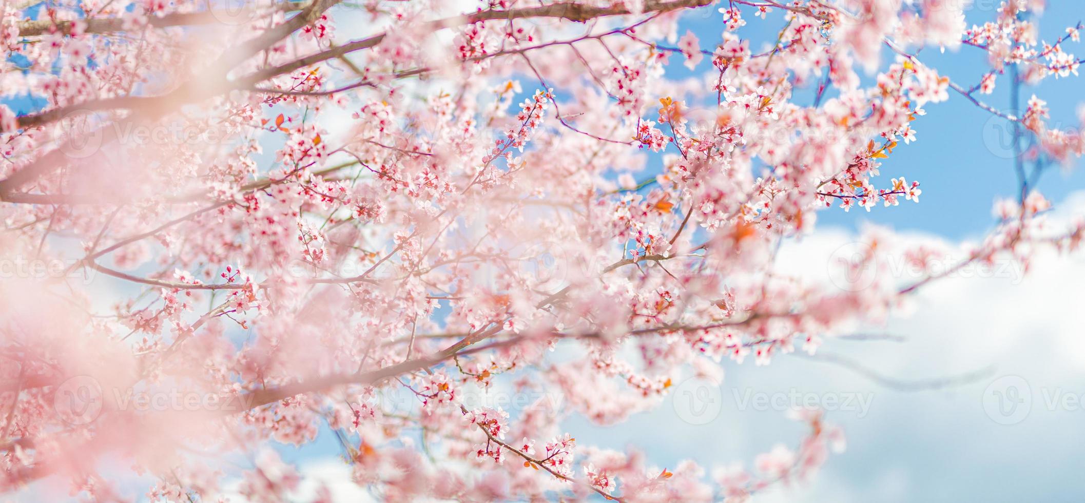 zonnige bloeiende kers op vage liefdesachtergrond in het voorjaar op de natuur buitenshuis. roze sakura bloemen, verbazingwekkende kleurrijke dromerige romantische artistieke afbeelding lente natuur, banner ontwerp foto