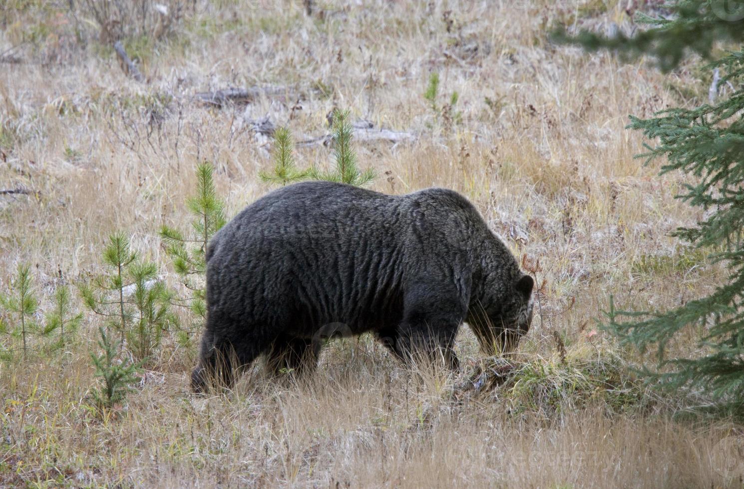 wilde grizzlybeer foto