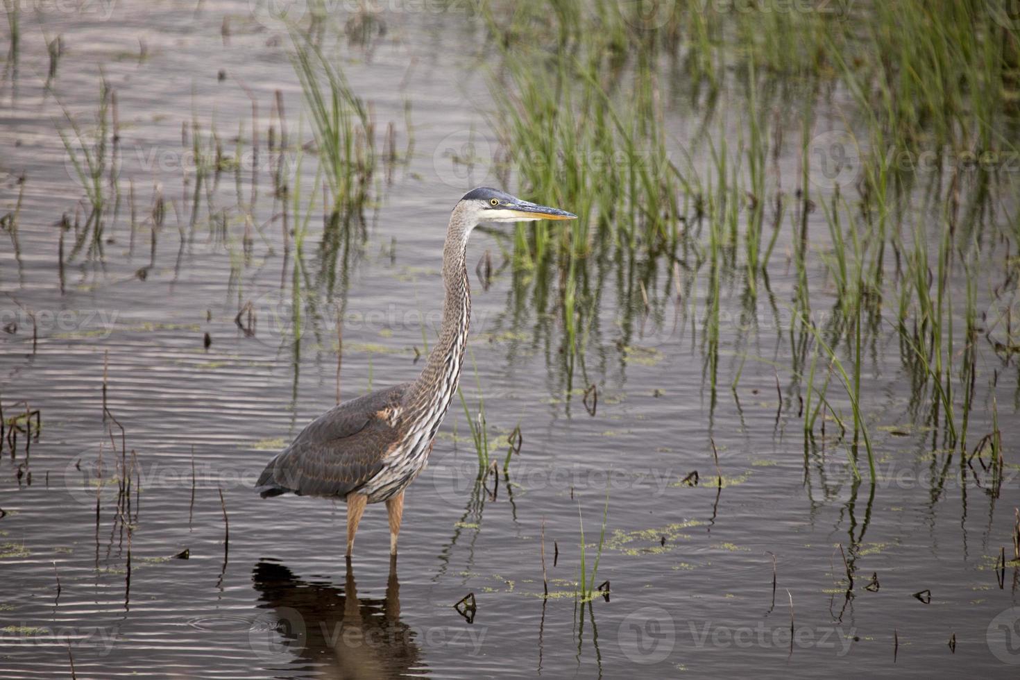 blauwe reiger in moeras foto