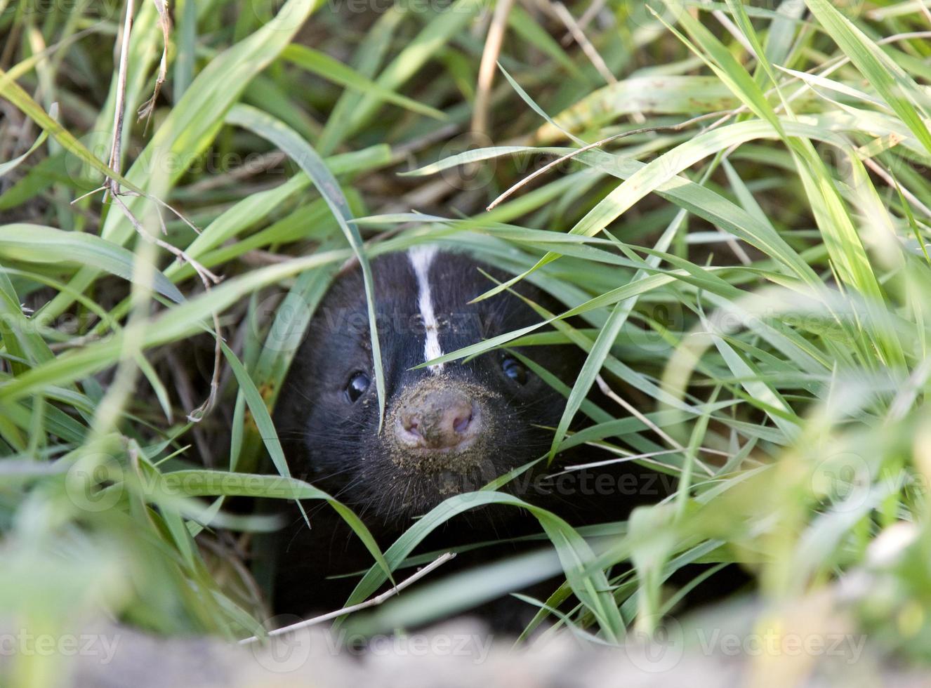 baby stinkdier bij den foto