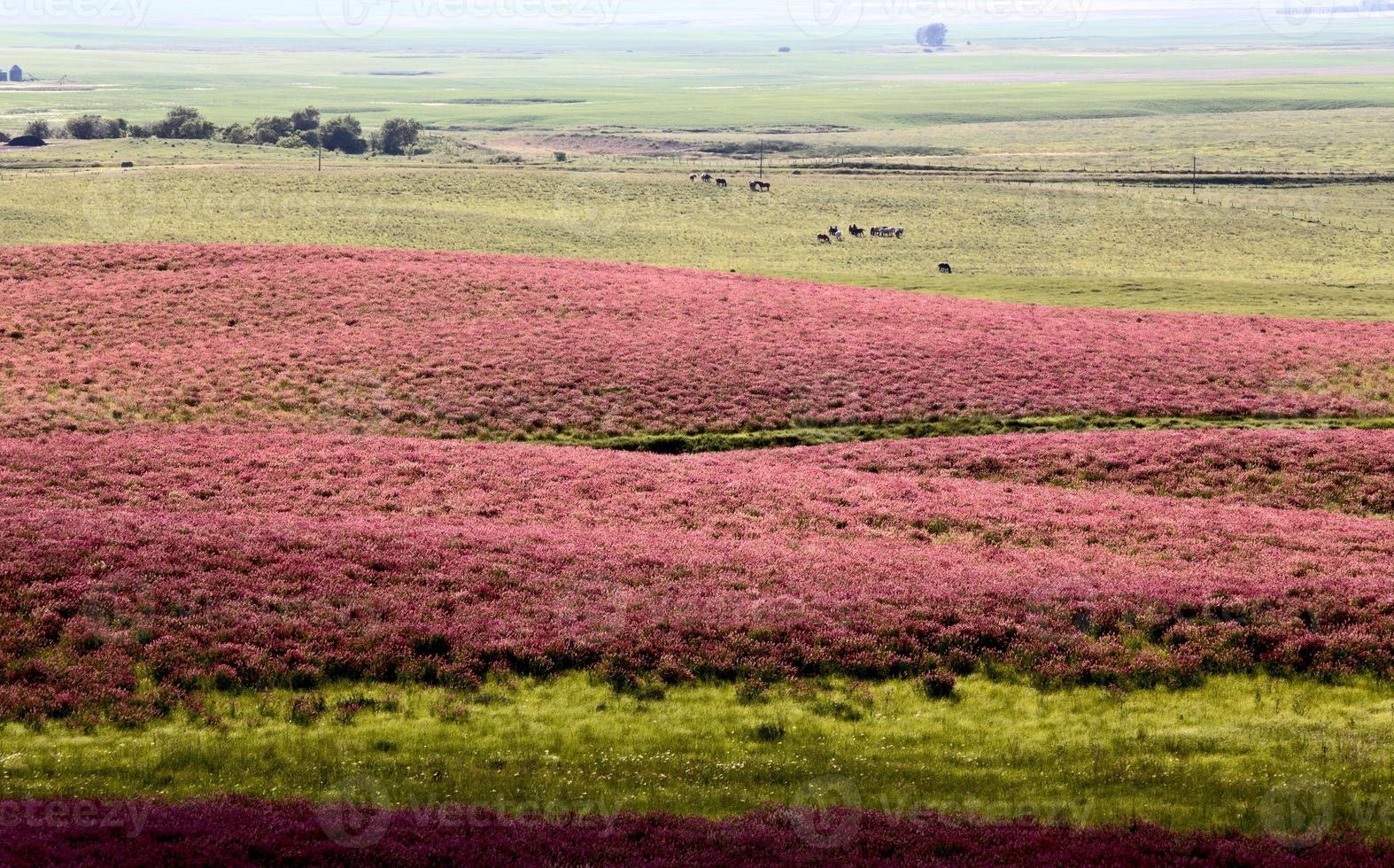 roze bloem alfalfa foto