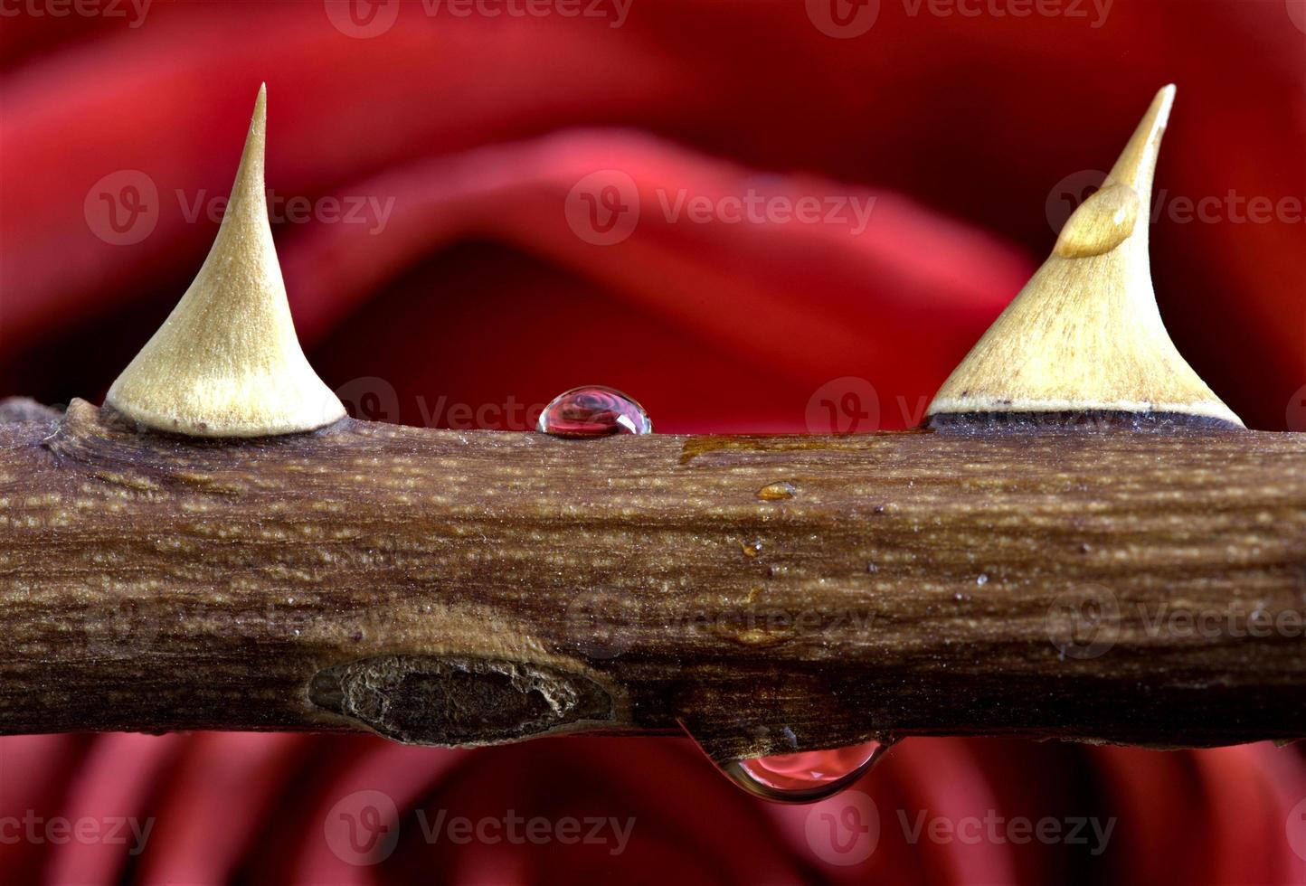 roos en doorn macro close foto