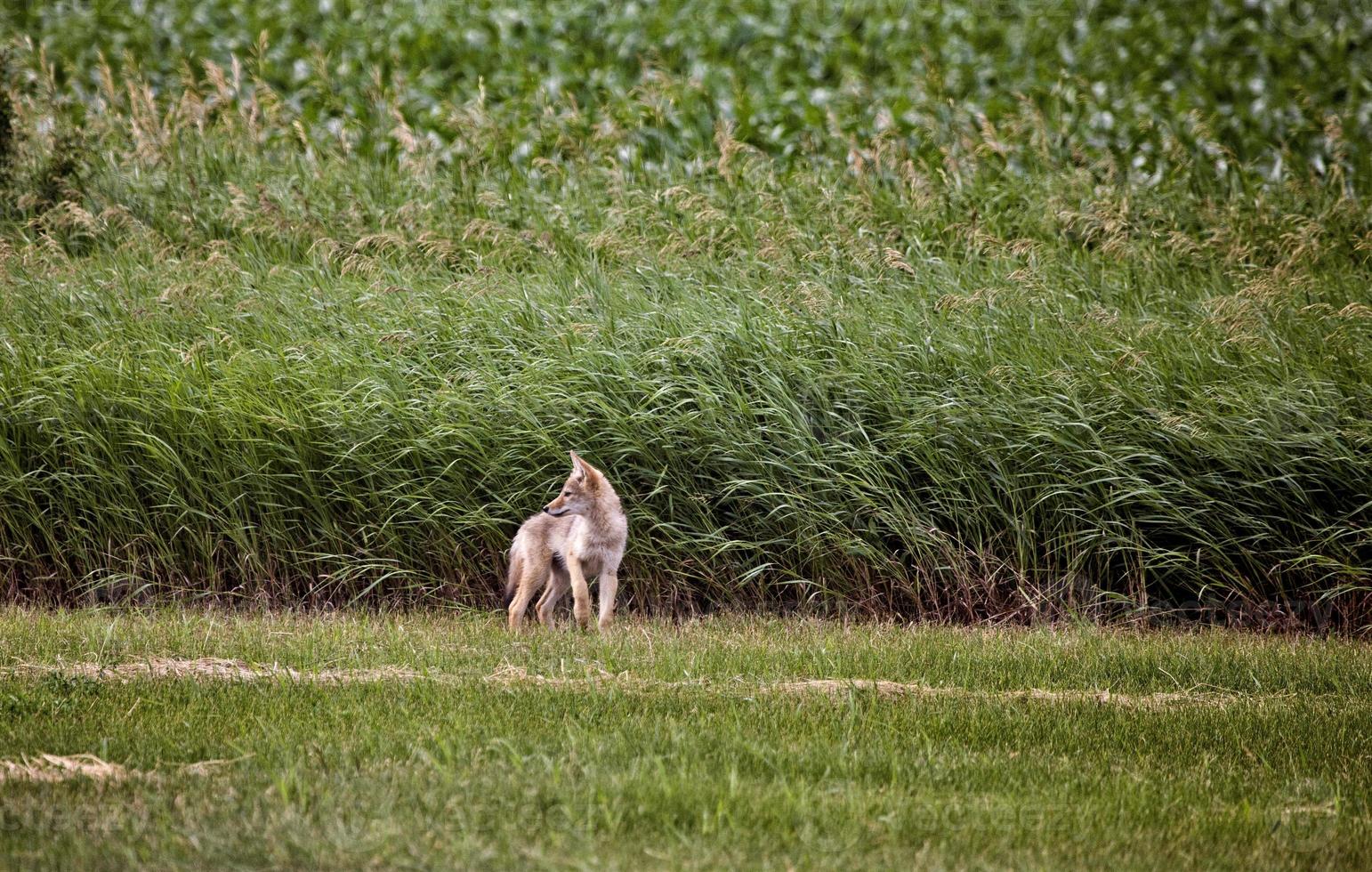 coyote pup canada foto