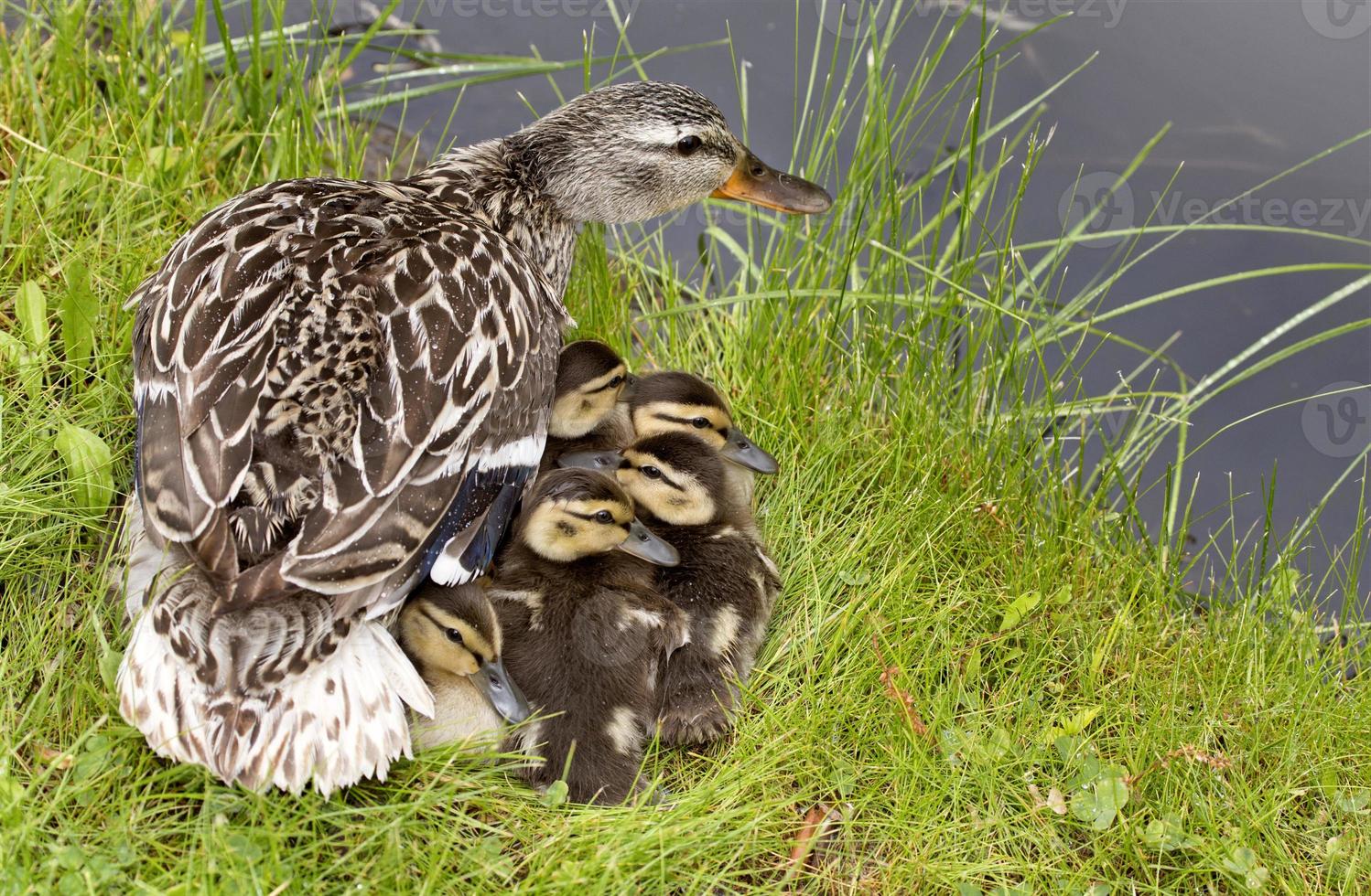 moeder eend en baby's foto