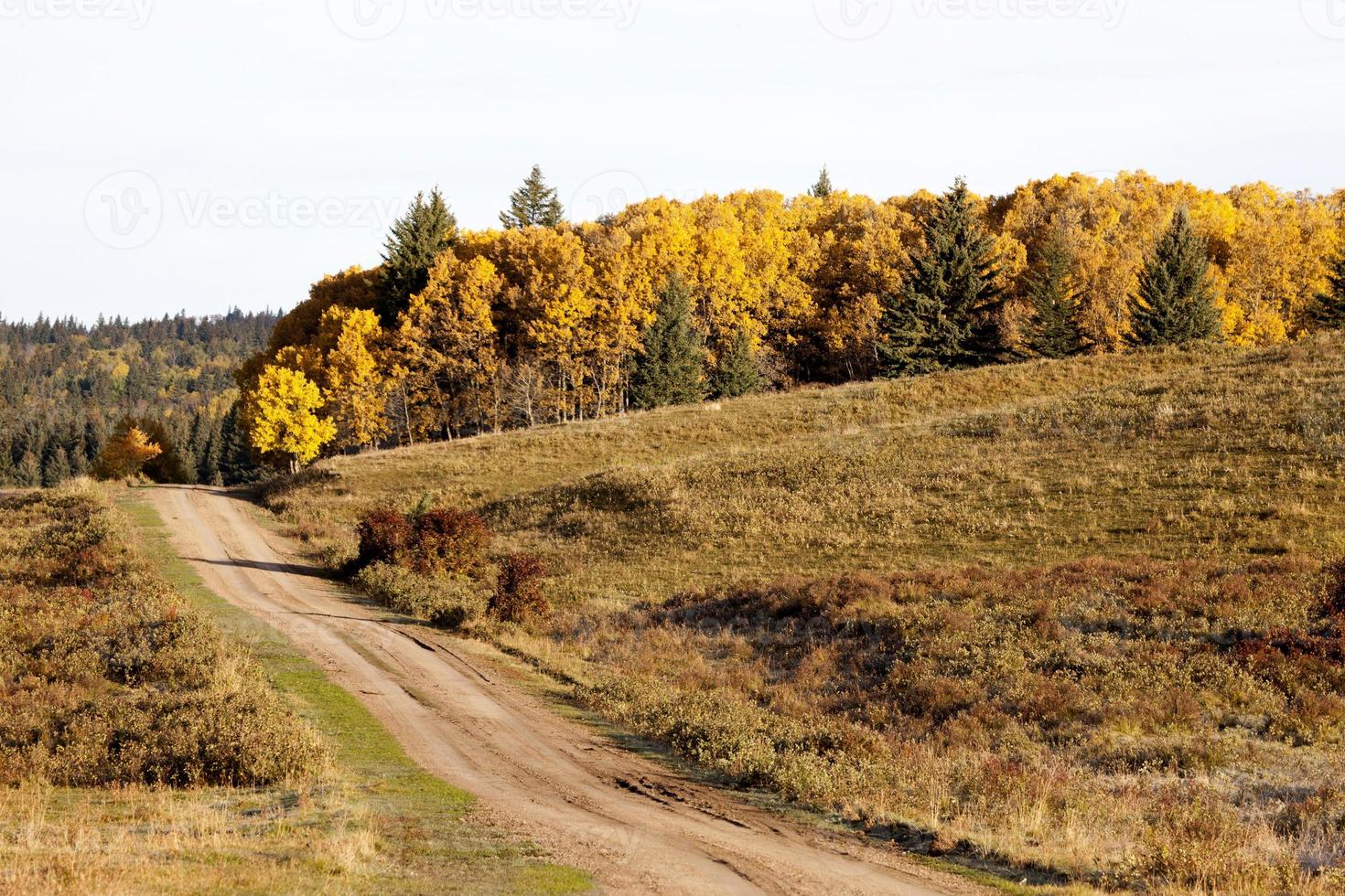 herfstkleuren cipressen heuvels canada foto