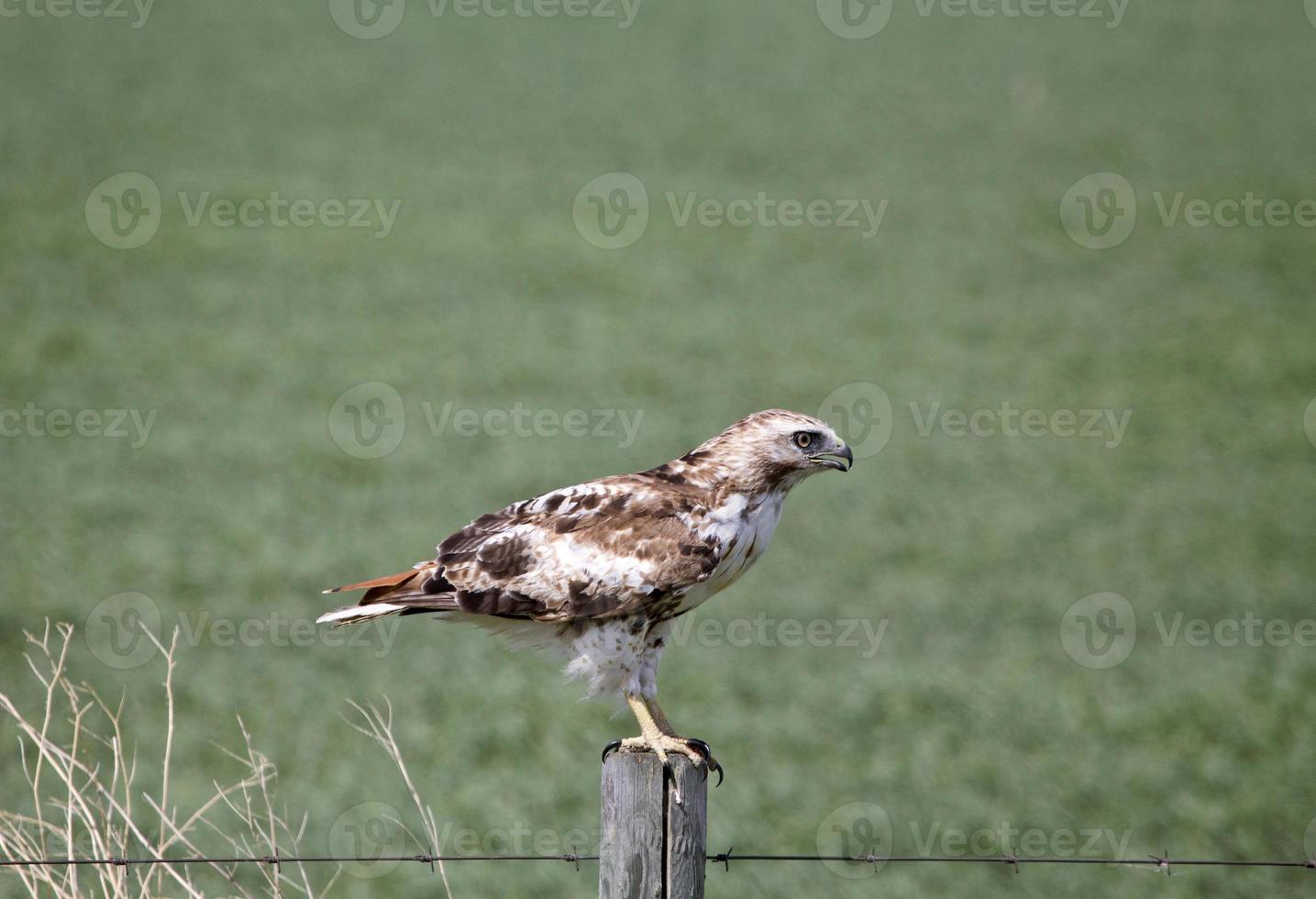 juveniele havik op post foto