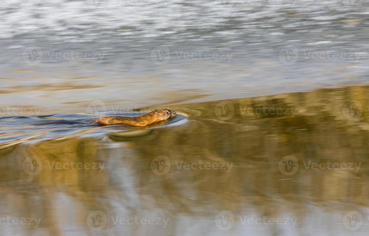 muskusrat op de noordelijke rivier foto