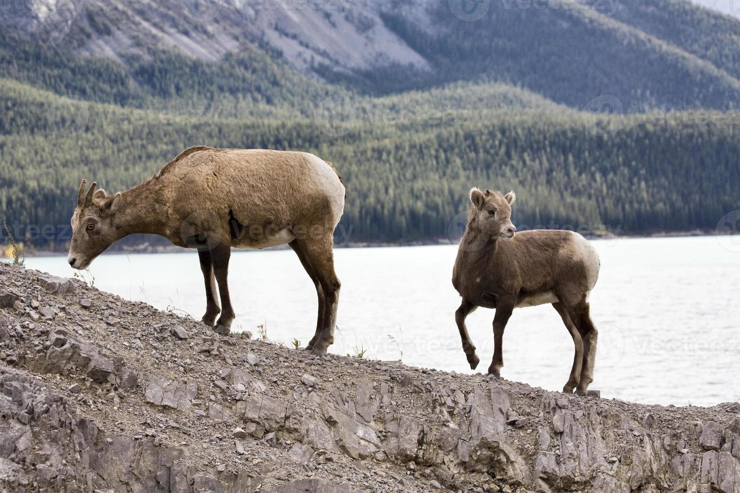 rotsachtige bergschapen foto