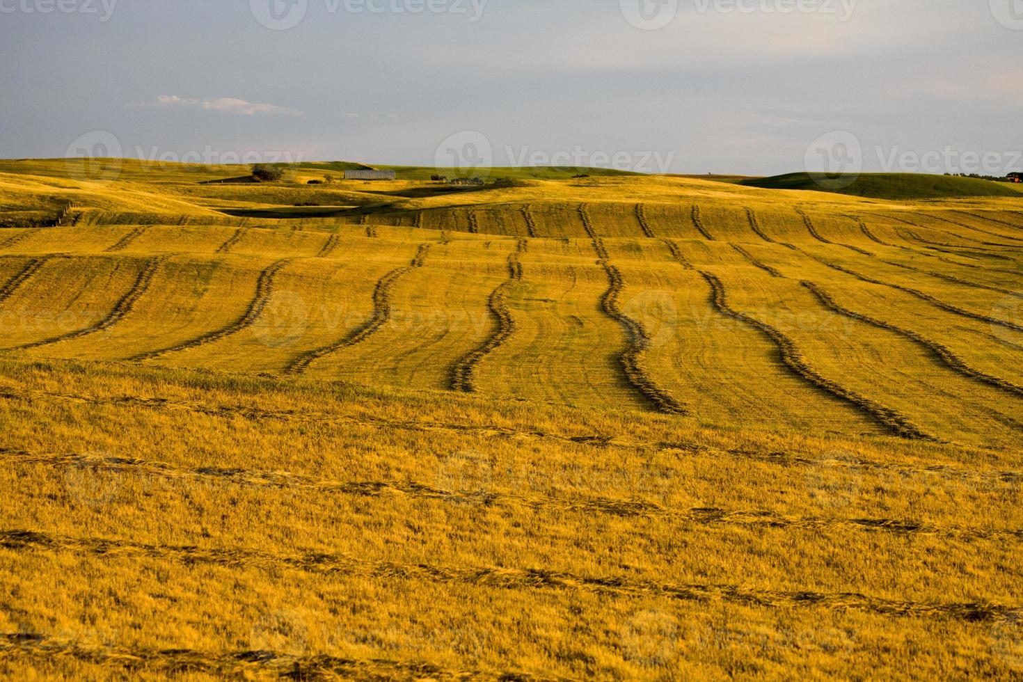 prairie scene saskatchewan foto