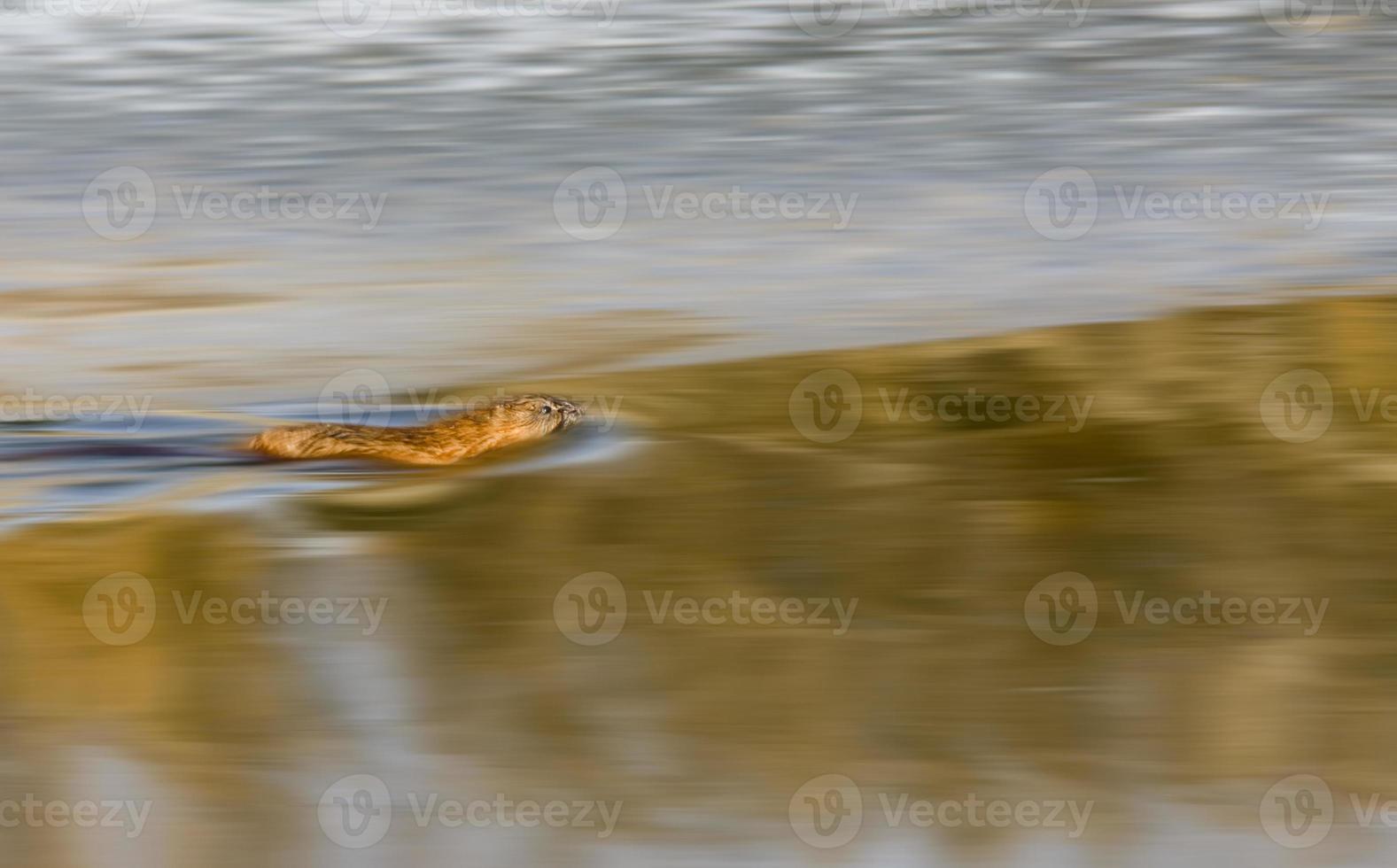 muskusrat op de noordelijke rivier foto