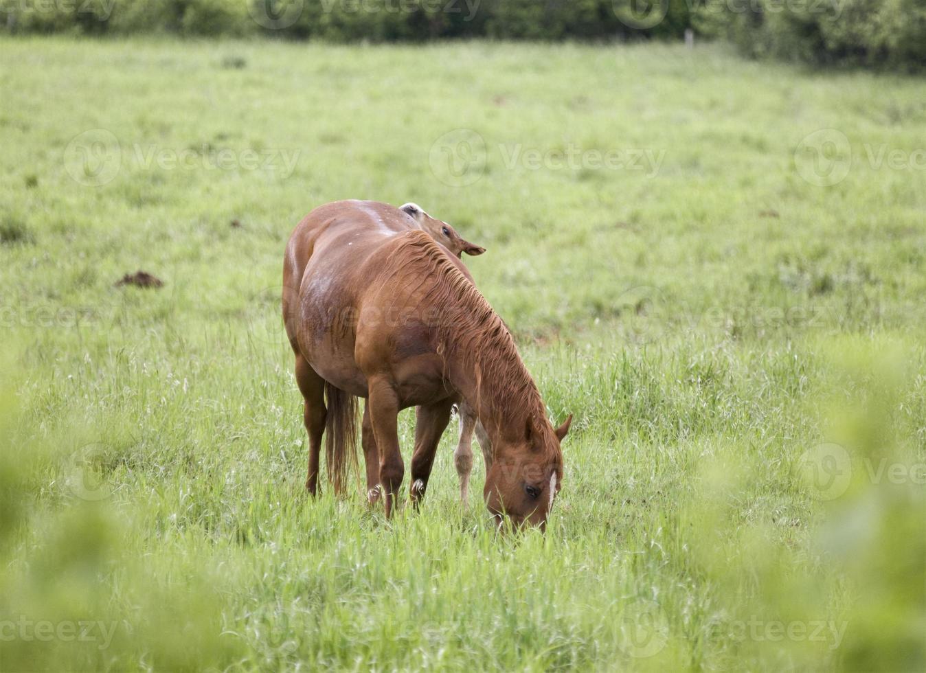 paarden in de wei foto