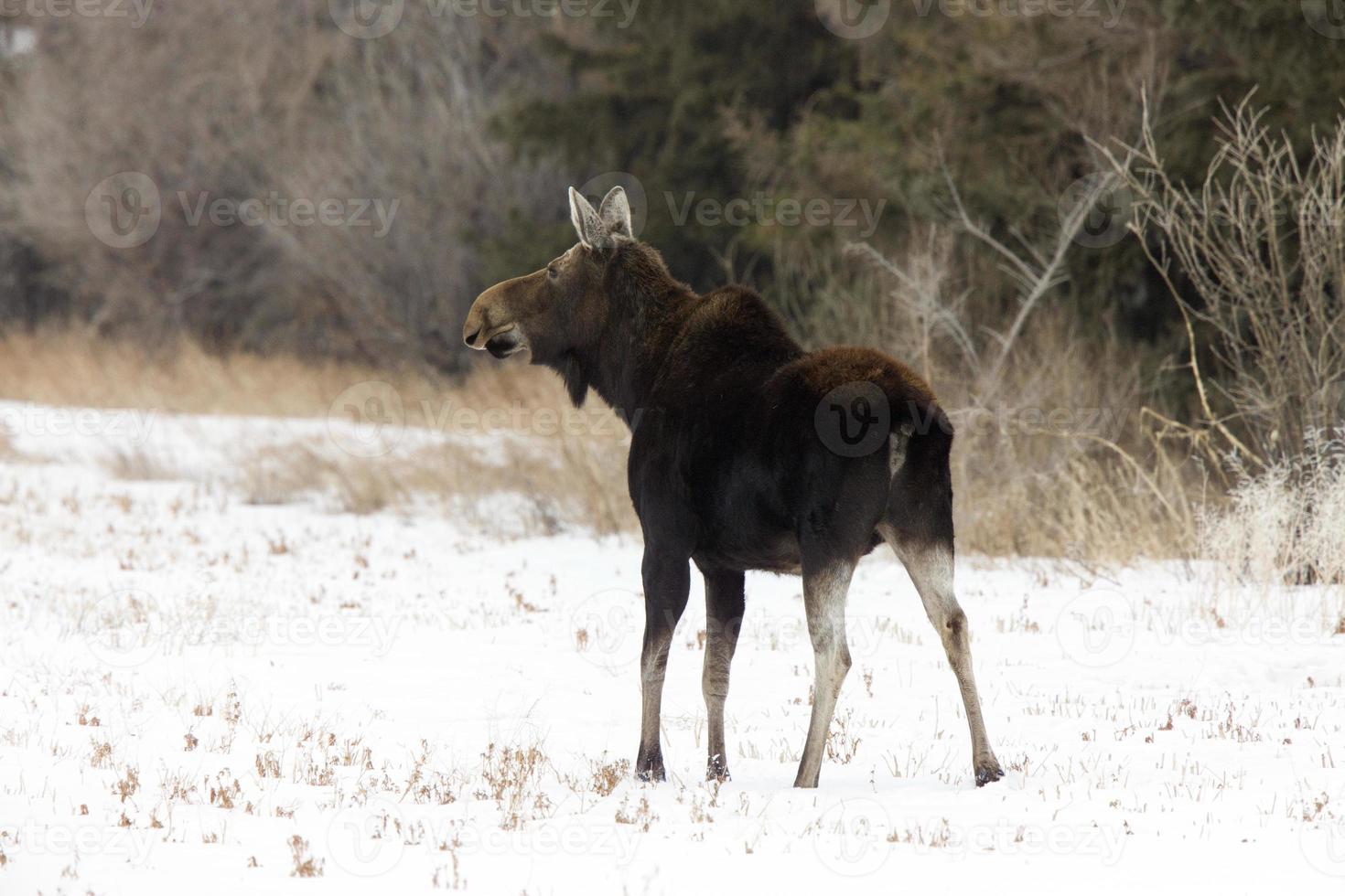 prairie elanden canada foto