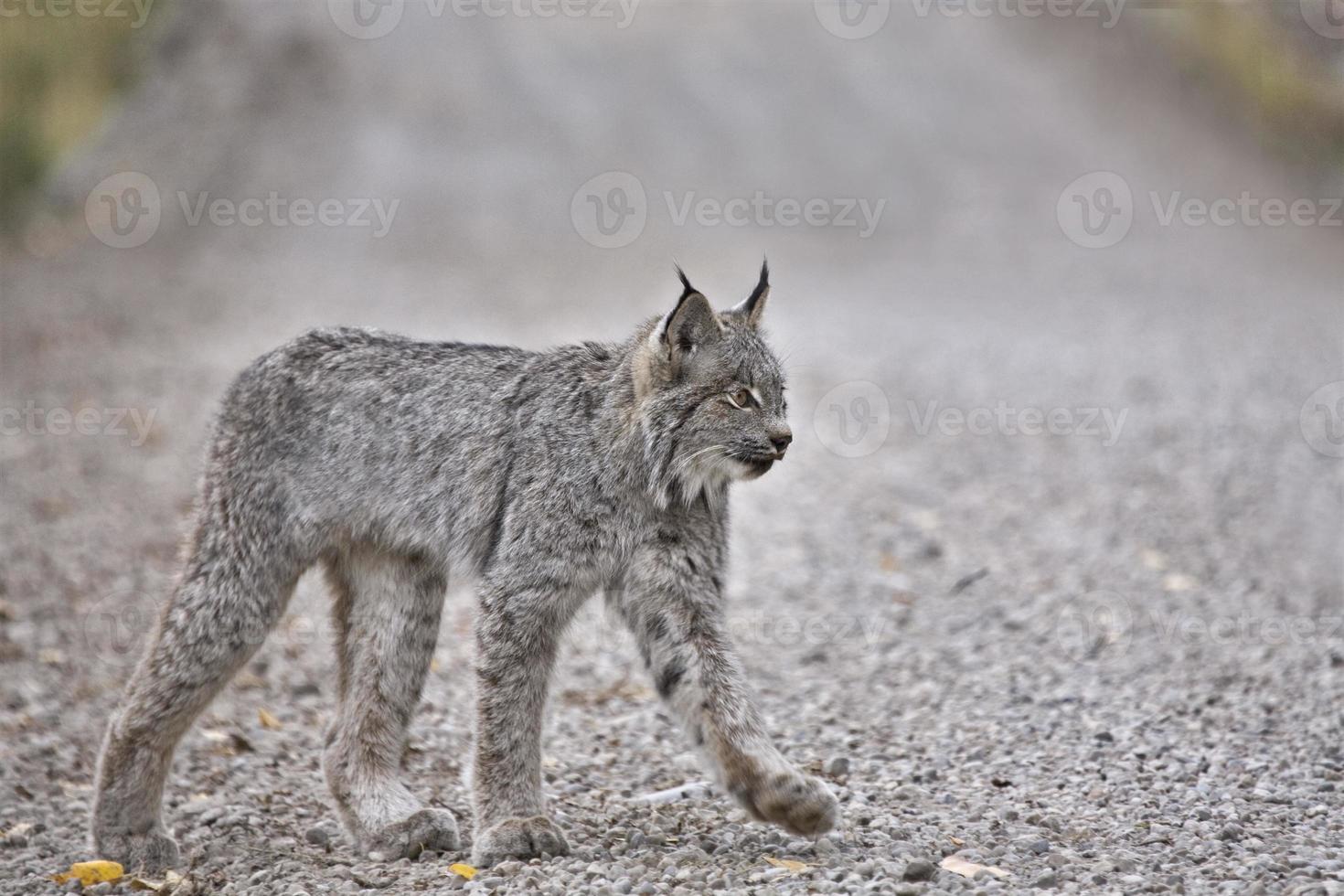 rotsachtige berg lynx foto