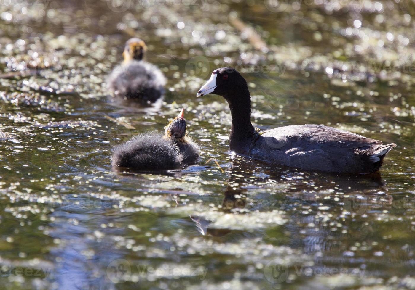 baby meerkoet waterhen foto