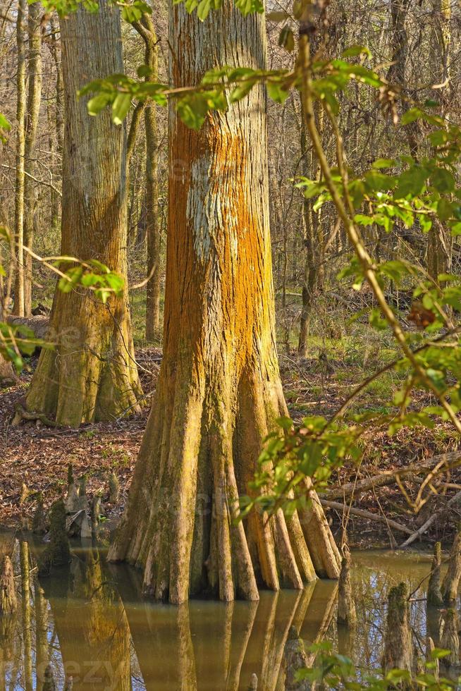 kleurrijke cipresstam in een wetland foto