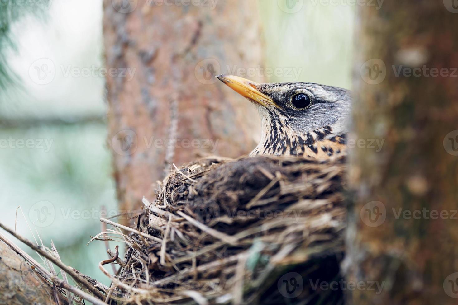 lijster broedt de eieren uit die in het nest zitten foto