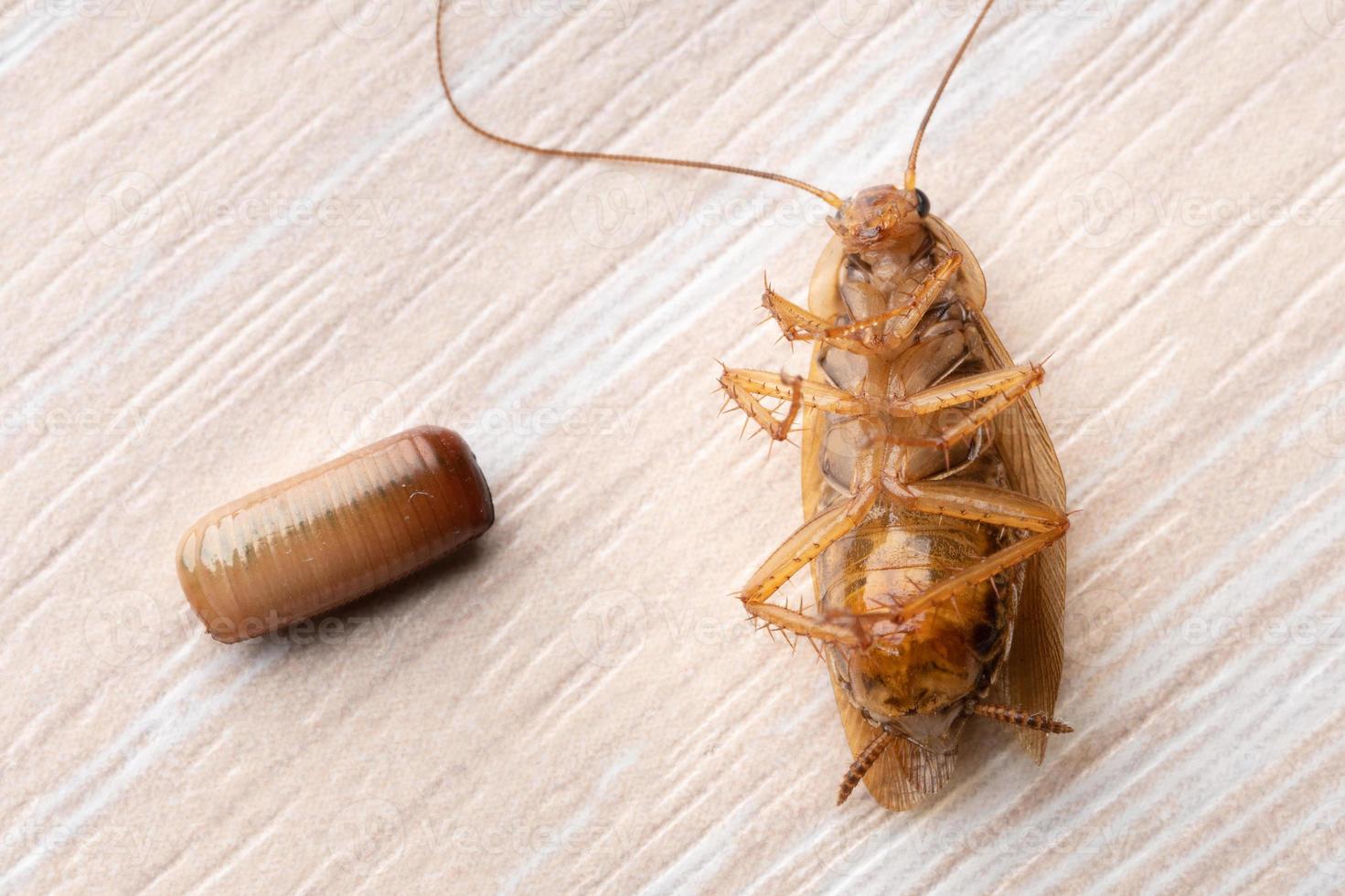 macrofoto van een volwassen rode kakkerlak die op zijn rug ligt naast een kakkerlakei op een tafel foto