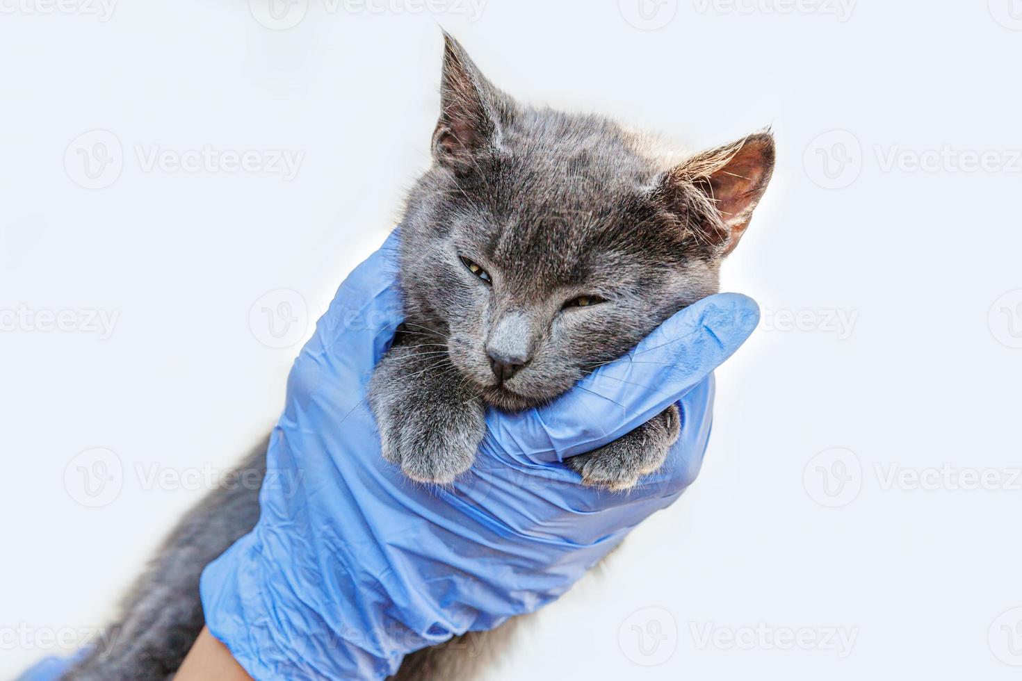 dierenarts arts houden en onderzoeken van kleine grijze kitten geïsoleerd op een witte achtergrond. close-up van een jonge kat die wordt gecontroleerd door de handen van de dierenarts. dierenverzorging en huisdierbehandelingsconcept. foto