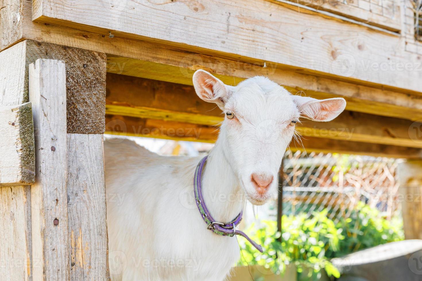 schattige scharrelgeiten op biologische natuurlijke eco-dierenboerderij die vrij grazen in de tuin op de achtergrond van de ranch. binnenlandse geit grazen in de wei. moderne veeteelt, ecologische landbouw. dierenrechten. foto