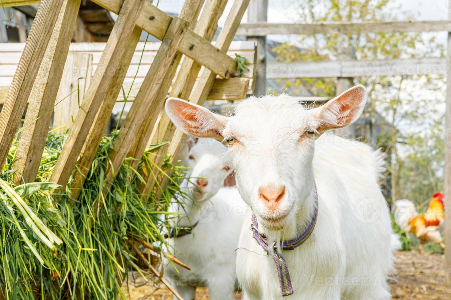 moderne veestapel. schattige geit ontspannen in de tuin op de boerderij in de zomerdag. binnenlandse geiten grazen in de wei en kauwen, landelijke achtergrond. geit in natuurlijke eco-boerderij die groeit om melkkaas te geven foto