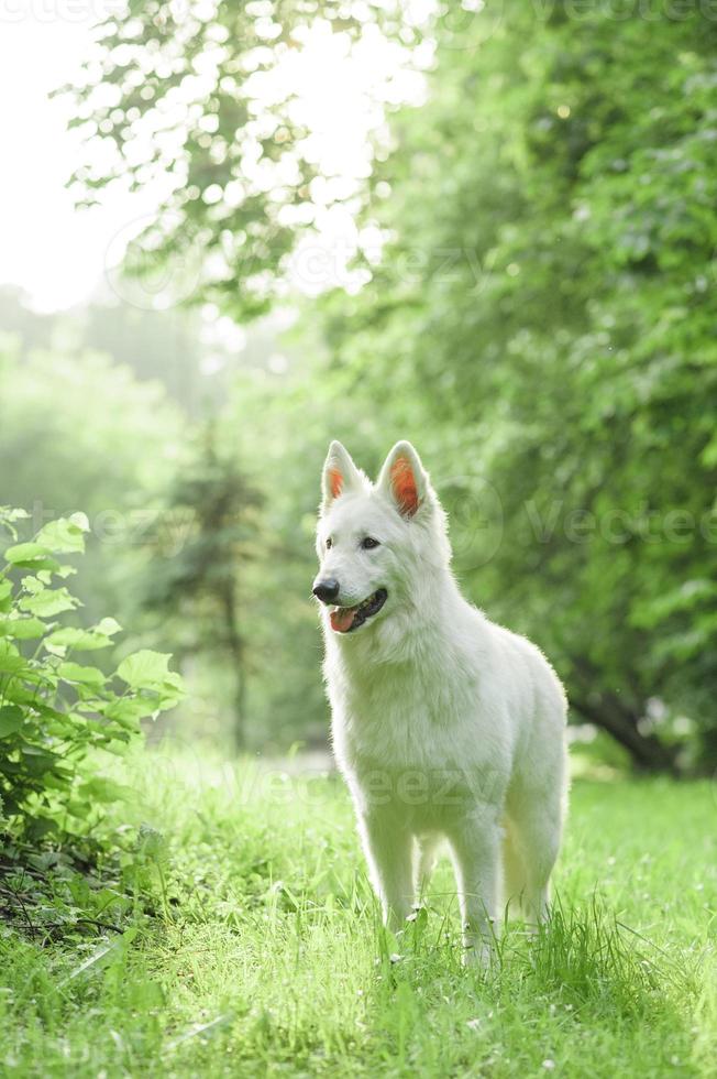 labrador retriever liggend in groen gras - blauwe lucht op de achtergrond foto
