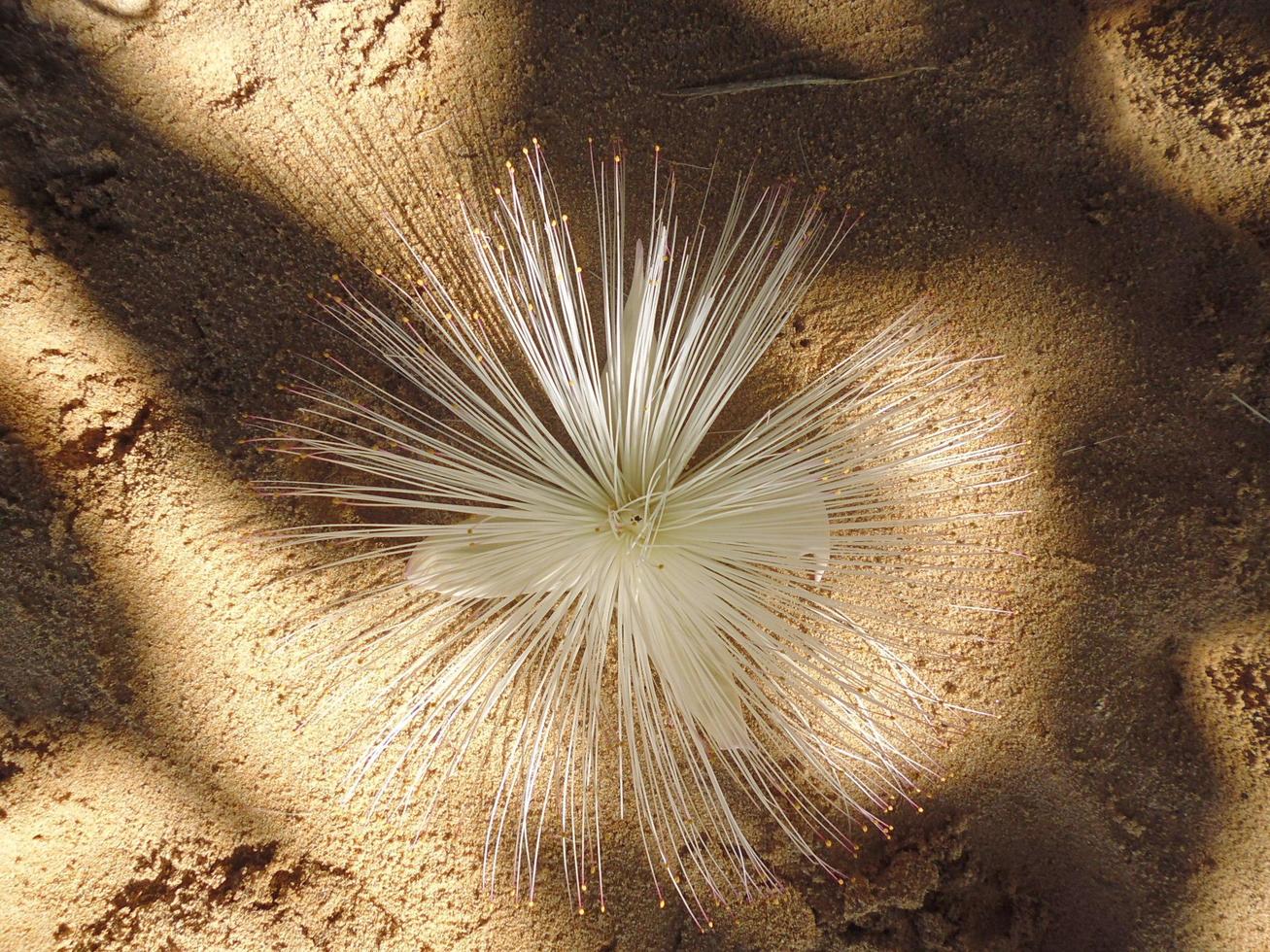 bloem van granaatappel op het zand foto