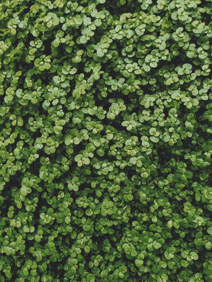 de groene haag. textuur van kleine groene bladeren foto