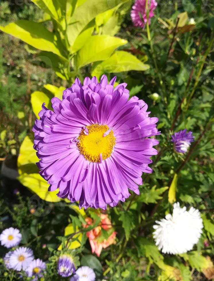 aster bloeit op een zonnige dag paars en roze foto