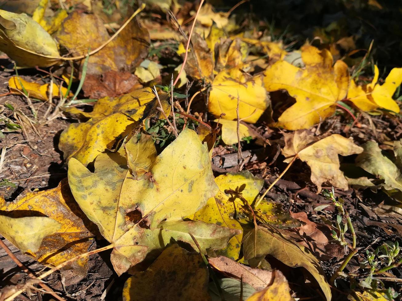 gele bladeren liggen op het gras. herfst esdoorn bladeren foto