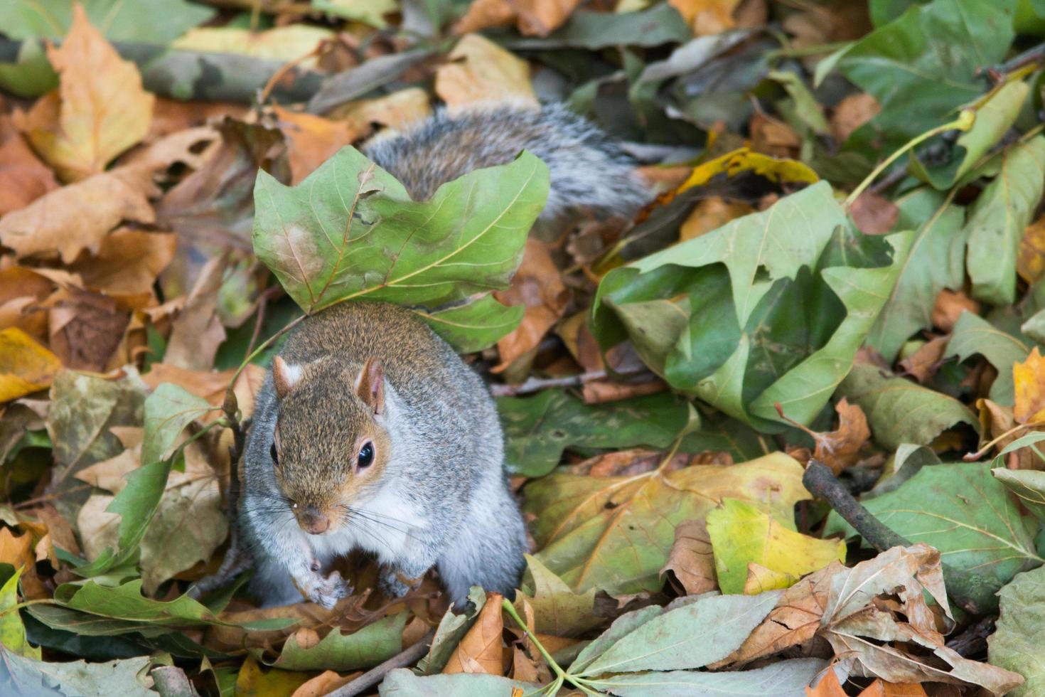 schattige eekhoorn in een park, londen. herfstkleuren op de bladeren rondom. uk foto