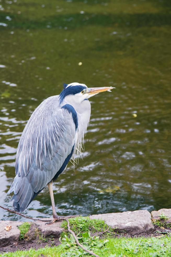 een grote blauwe reiger dicht bij het water. openbaar park in Londen. foto