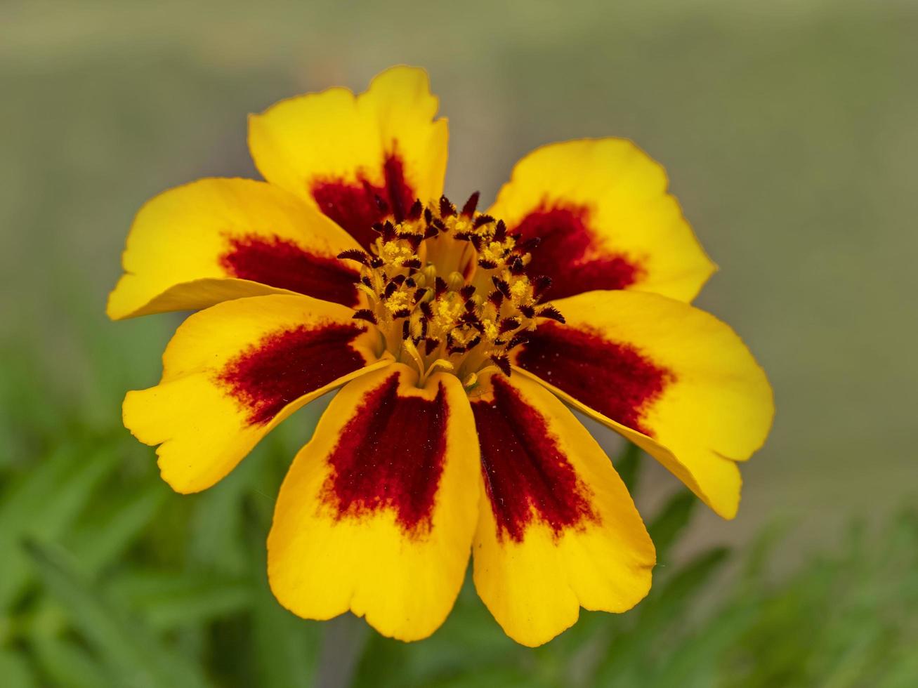 close-up van een franse goudsbloem ondeugende marietta bloem foto