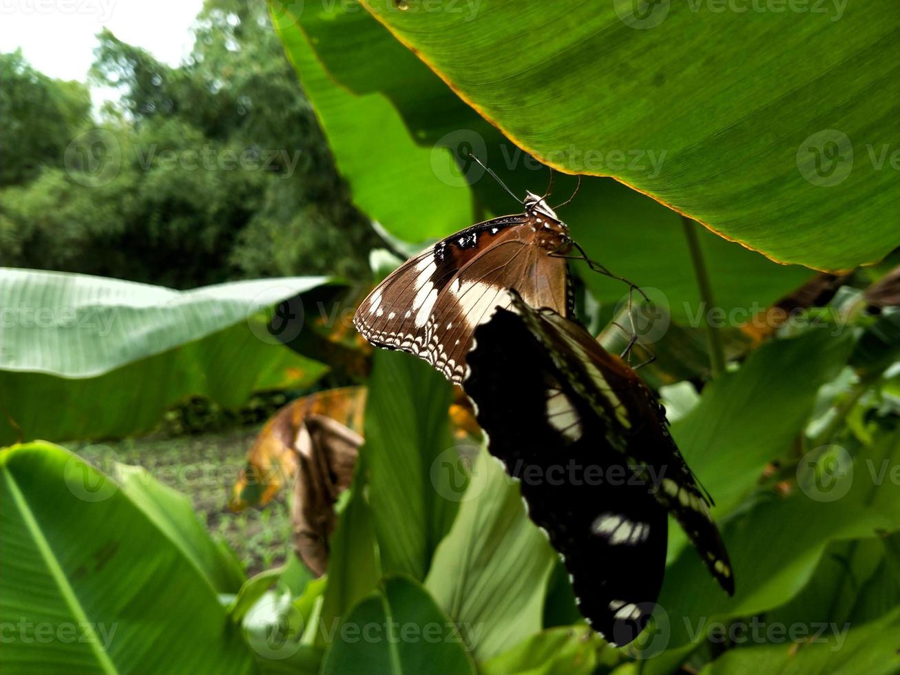 vlinders paren tijdens de paartijd in de tuin. foto